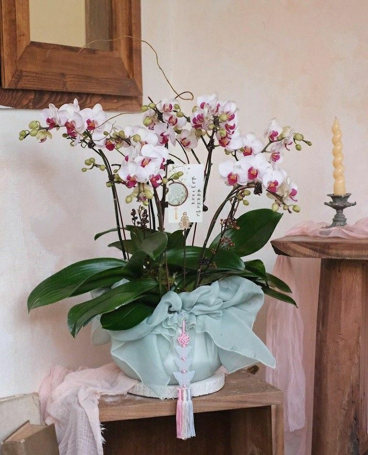 Chậu Lan hồ điệp trắng