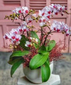 Chậu lan hồ điệp mini