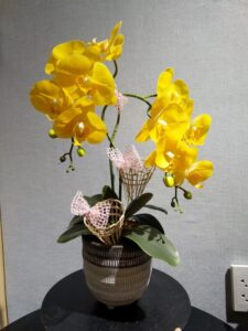 Chậu hoa lan tặng khai trương hồ điệp vàng