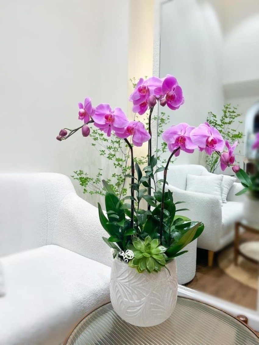 Chậu hoa lan hồ điệp 3 cành màu tím