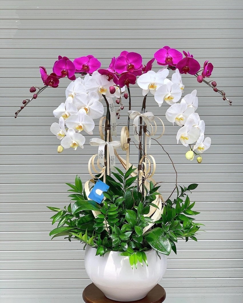 Chậu lan hồ điệp 5 cành kết hợp màu tím và trắng
