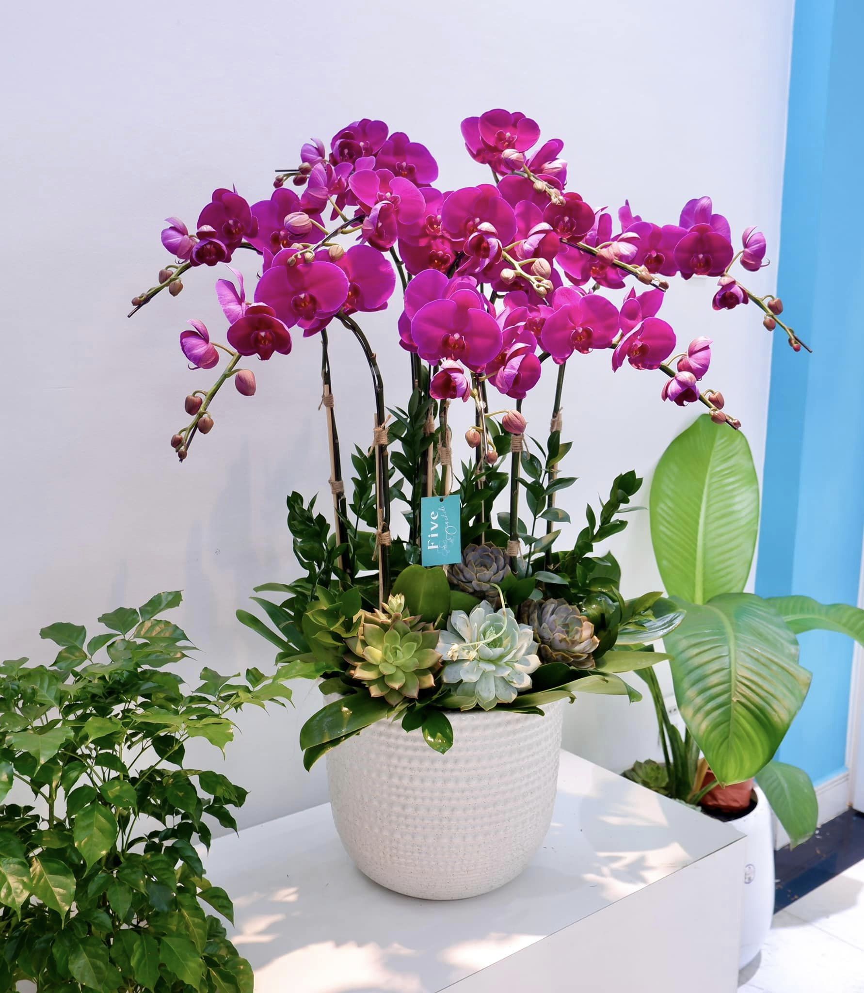 Chậu lan hồ điệp 8 cành mang đến sự thịnh vượng, phát tài