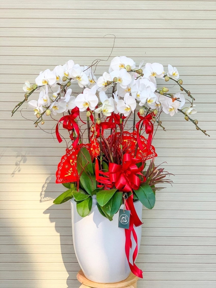 Chậu lan hồ điệp 8 cành mang nhiều ý nghĩa đặc biệt