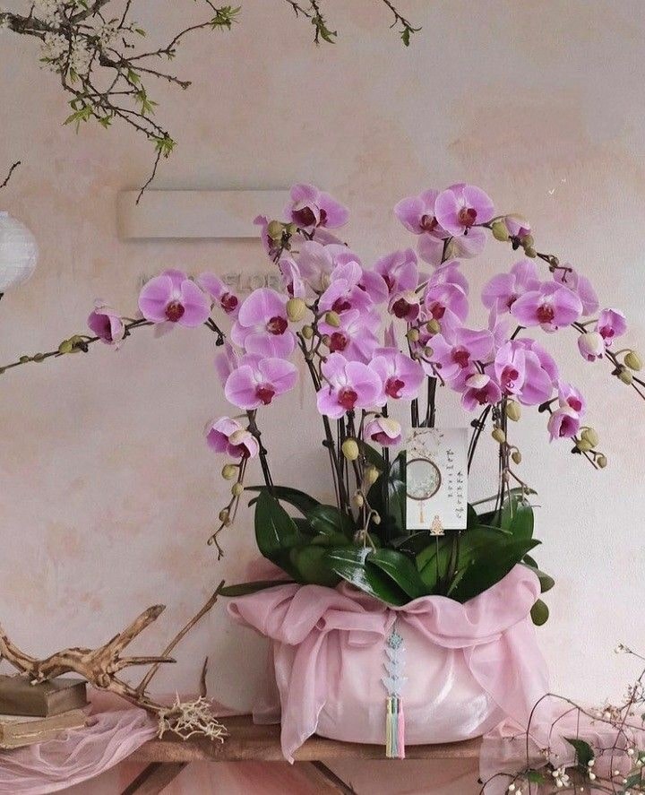 Chậu lan hồ điệp 8 cành tại FlowerSight