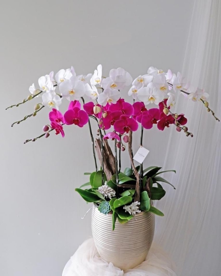Chậu lan hồ điệp 8 cành trắng tím tại FlowerSight