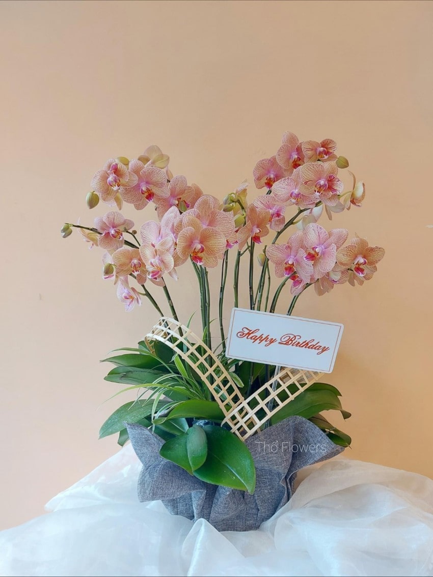 Chậu lan hồ điệp cam và ý nghĩa