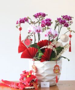 Lan Hồ Điệp Chưng Tết