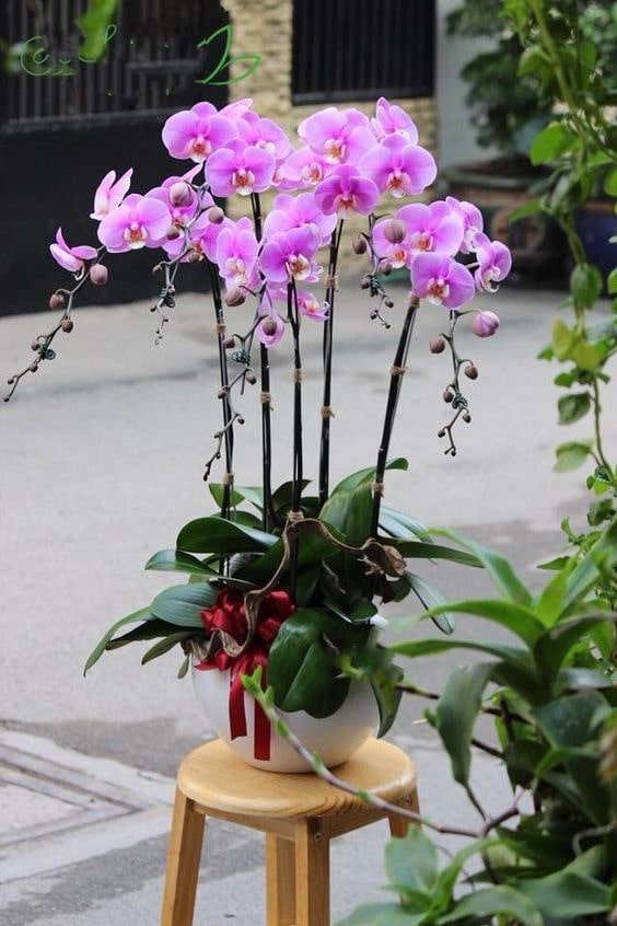 Chậu lan hồ điệp màu hồng làm quà sinh nhật