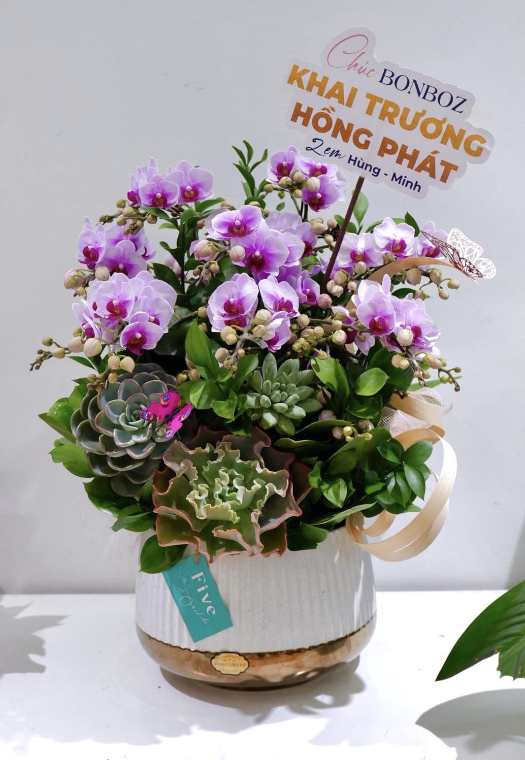 Chậu lan hồ điệp nhỏ dành để làm quà tặng nhân dịp đặc biệt tại FlowerSight