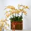 Chậu lan hồ điệp nhỏ được ưa chuộng tại FlowerSight