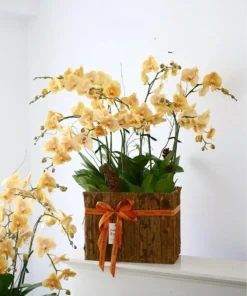 Chậu lan hồ điệp nhỏ được ưa chuộng tại FlowerSight