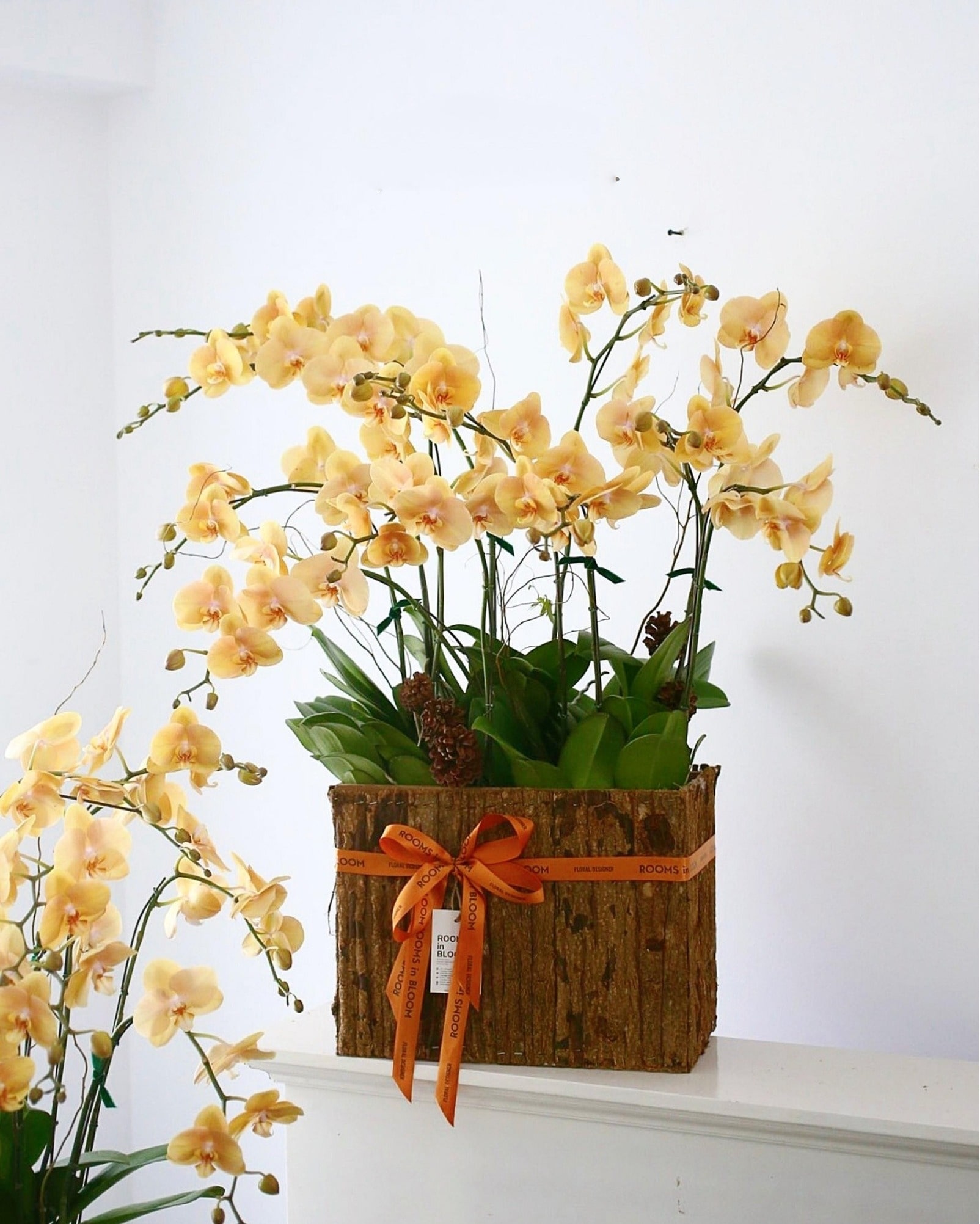 Chậu lan hồ điệp nhỏ được ưa chuộng tại FlowerSight