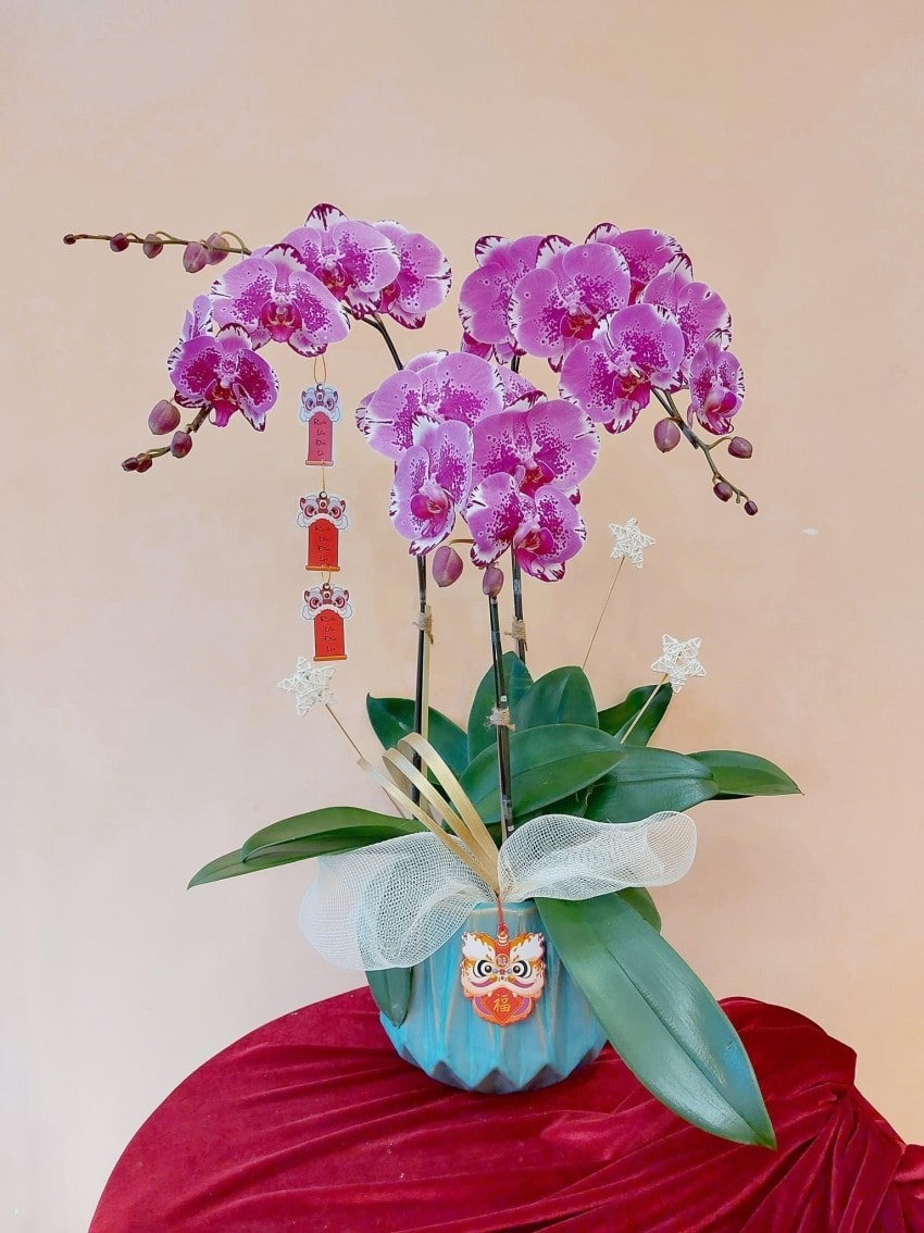 Chậu lan hồ điệp nhỏ thích hợp đặt làm trang trí trong nhà