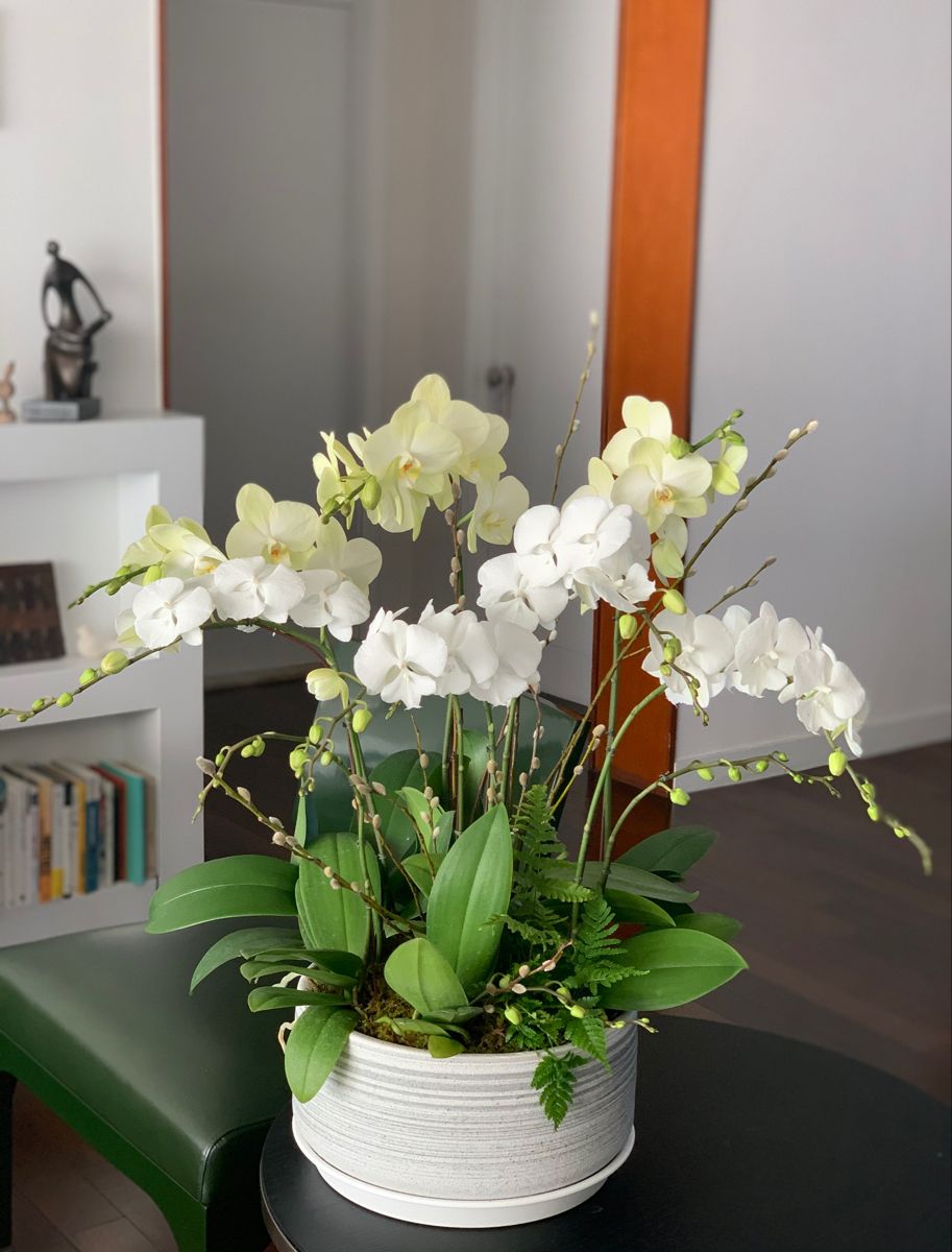 Chậu lan nhỏ thích hợp trang trí trong nhà vào các ngày lễ, Tết