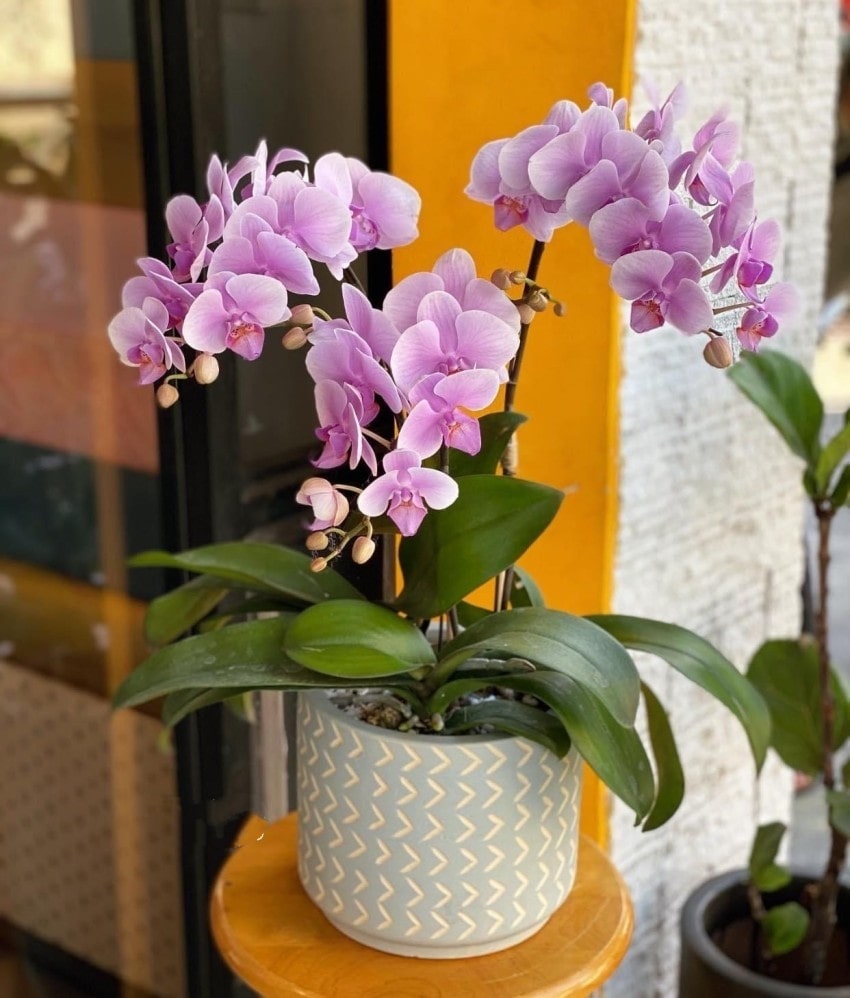 Chậu lan nhỏ đẹp tại FlowerSight