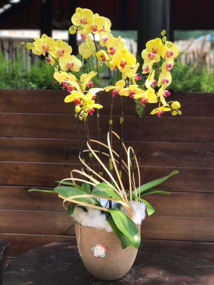 Chậu lan nhỏ được dùng làm trang trí hoặc quà tặng tại FlowerSight