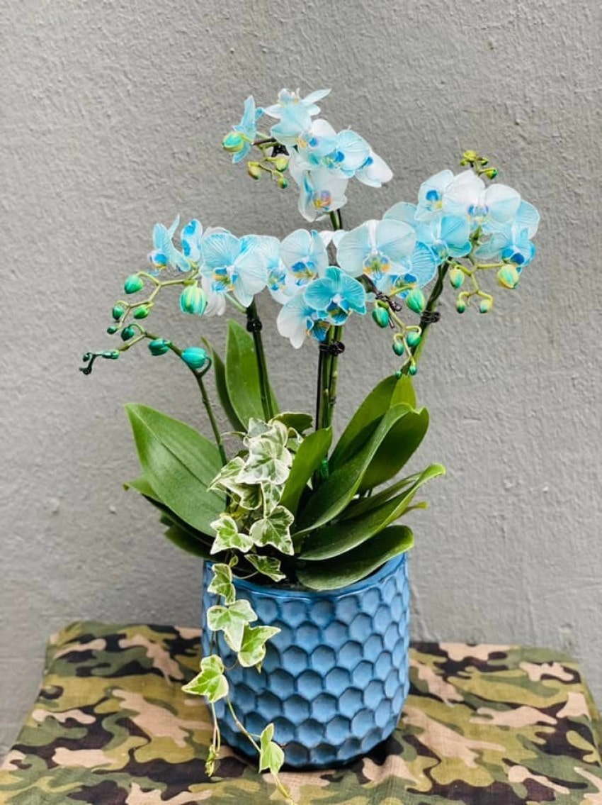 FlowerSight chuyên cung cấp đa dạng hoa lan hồ điệp xanh