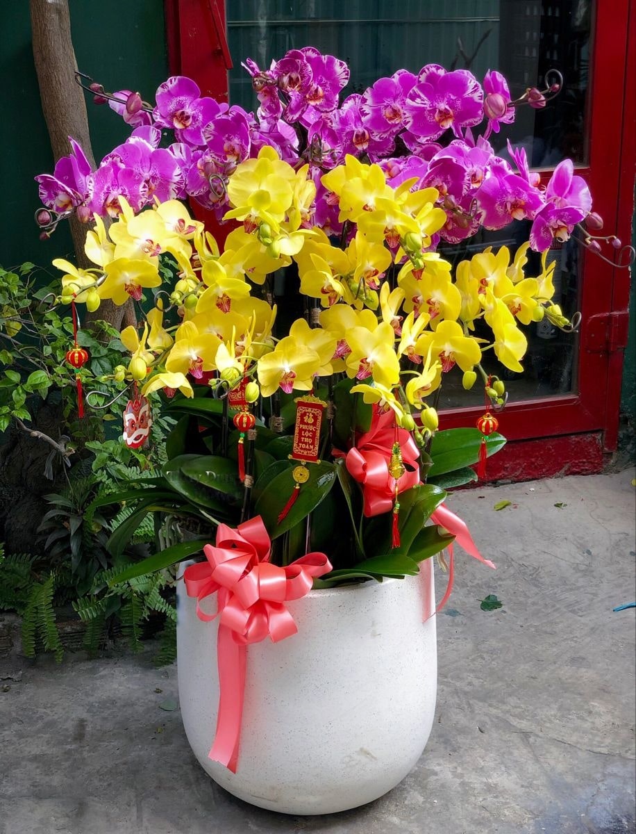 FlowerSight cung cấp những loại cây làn vàng chất lượng và đẹp