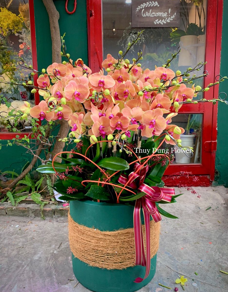 FlowerSight - địa chỉ mua hoa lan chơi tết chất lượng, uy tín