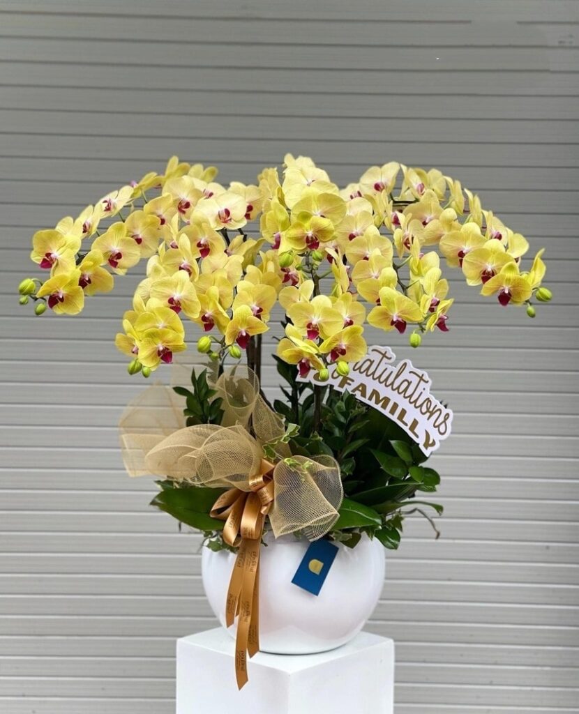 Chậu lan hồ điệp 10 cành