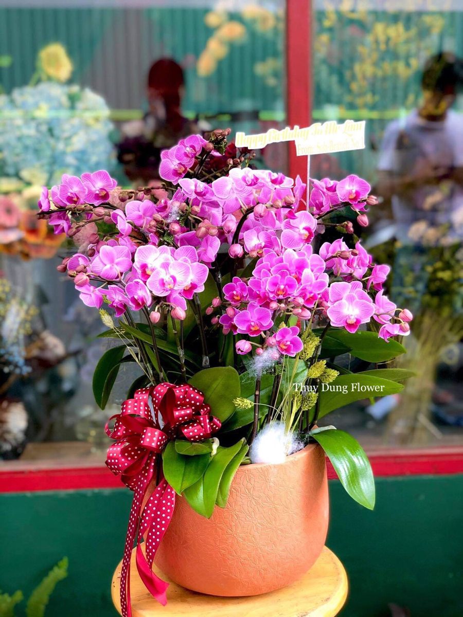 Hồ điệp tím duyên dáng, kiêu sa - Hoa lan biếu tết được yêu thích nhất