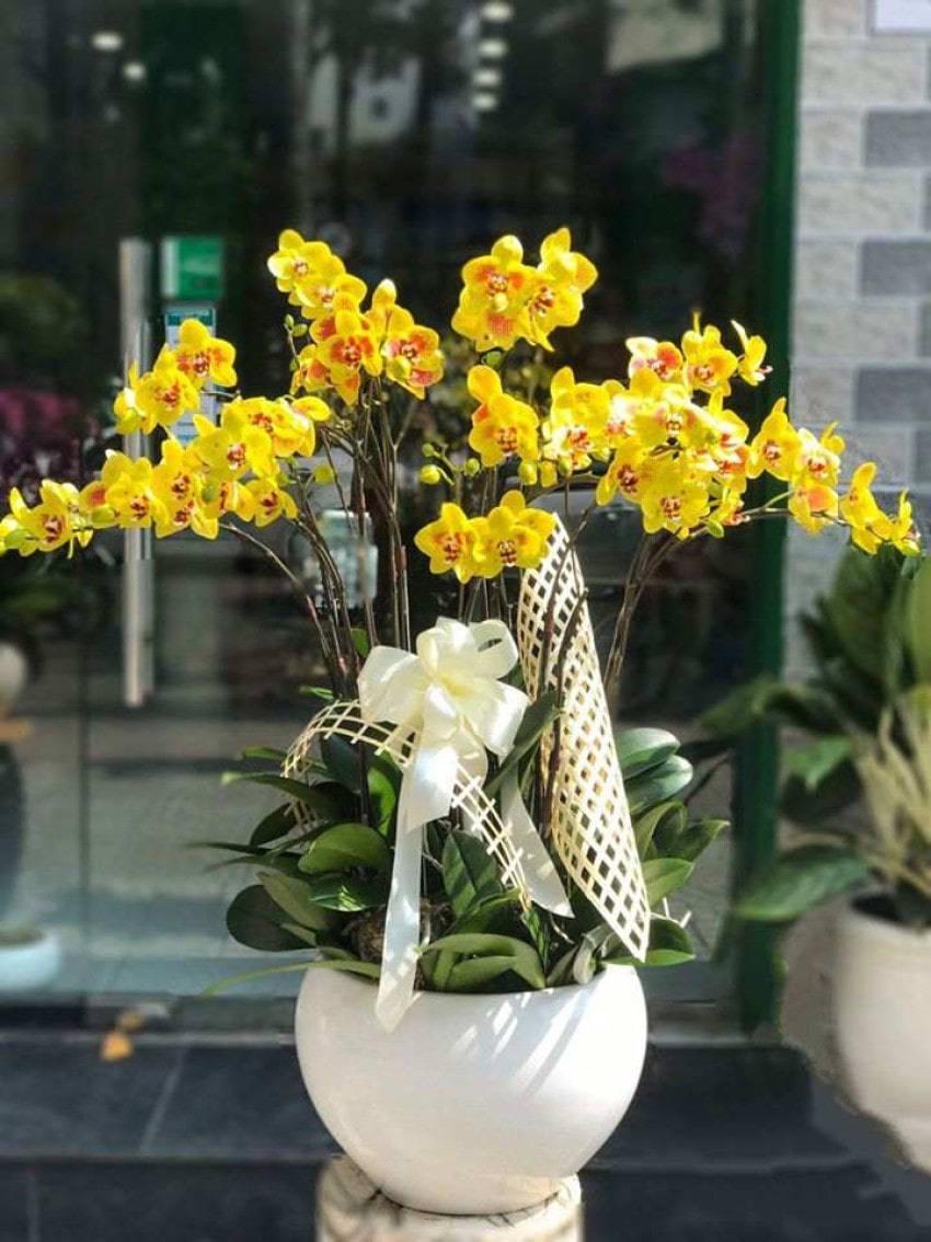 Hoa Lan hồ điệp vàng là loài hoa yêu thích của nhiều tín đồ mê hoa