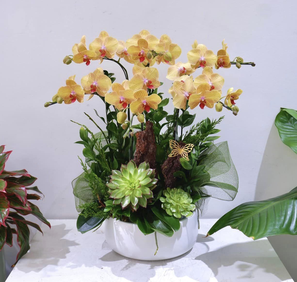 Hoa lan chúc mừng sinh nhật