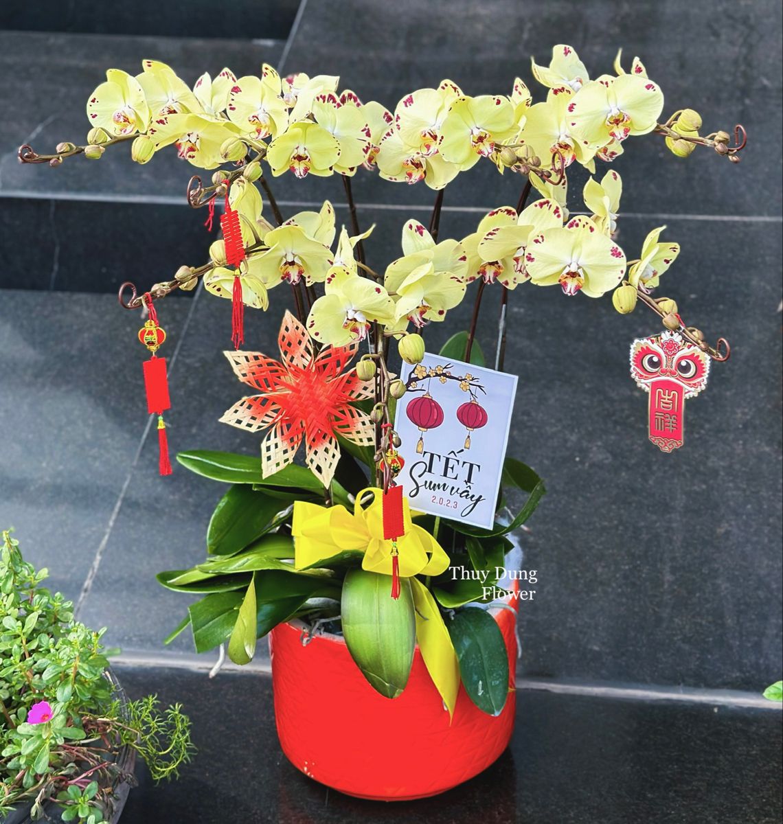 Hoa lan hồ điệp chơi Tết