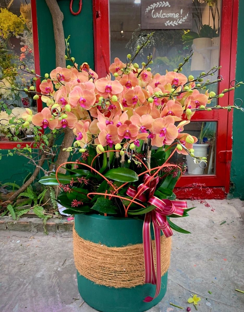 Hoa-lan-ho-diep-do-la-mon-qua-tuyet-voi-danh-tang-nguoi-than-yeu