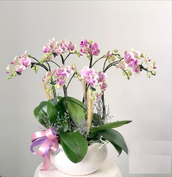 Hoa lan sinh nhật đẹp