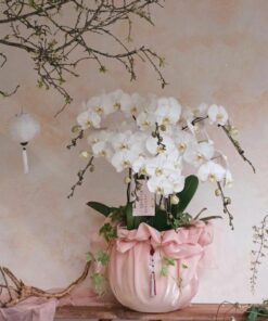 Chậu lan hồ điệp 8 cành