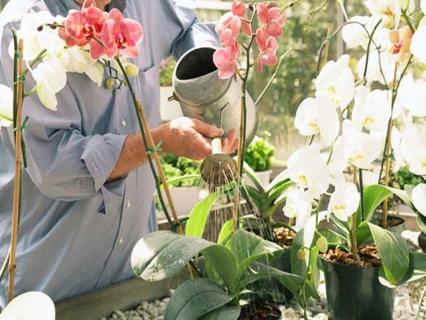 Hướng dẫn tưới nước cho chậu lan hồ điệp chưng tết