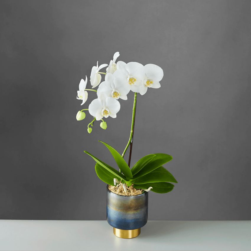 Chậu lan hồ điệp trắng 1 cành độc đáo