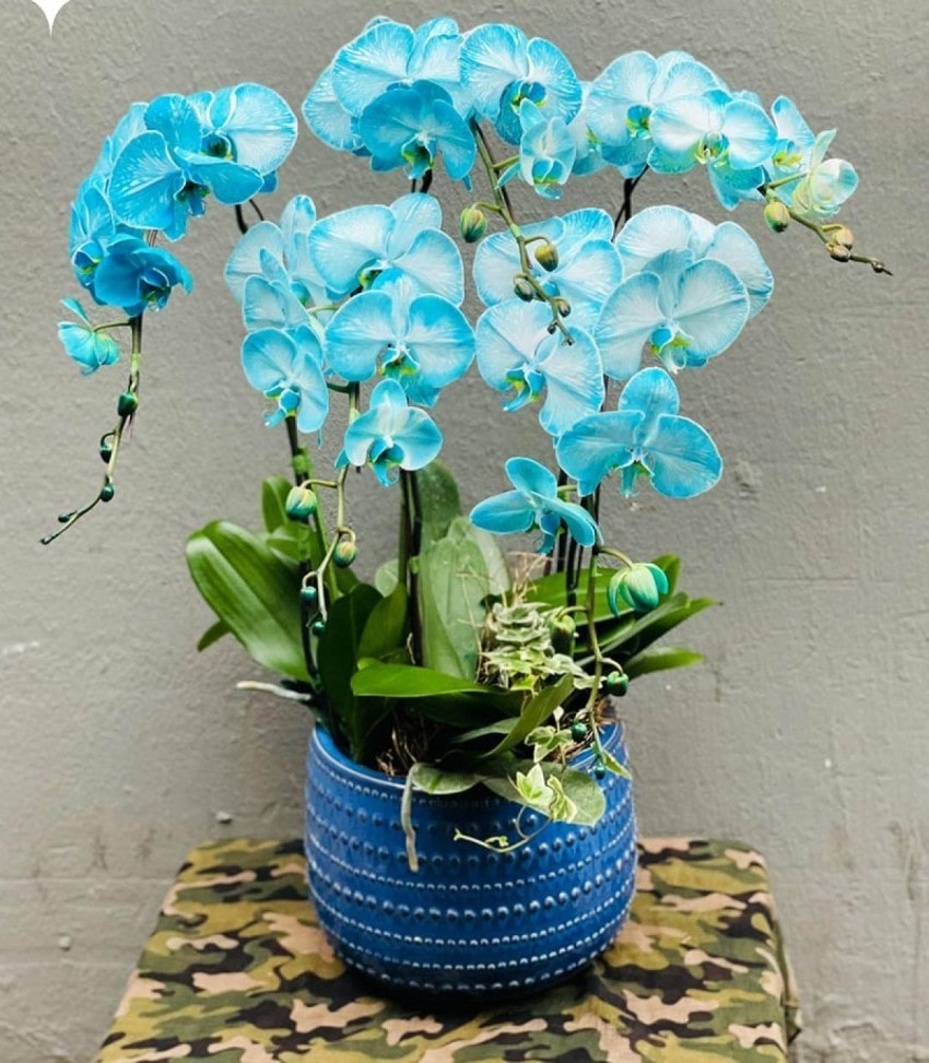 Lan hồ điệp 5 cành nhiều màu sắc hấp dẫn