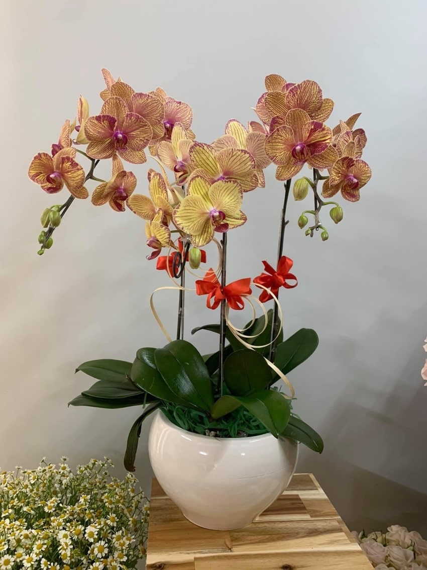 Lan hồ điệp cam sọc