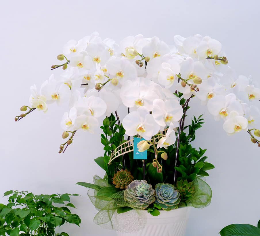 Lan hồ điệp chơi tết trắng thanh khiết, phú quý