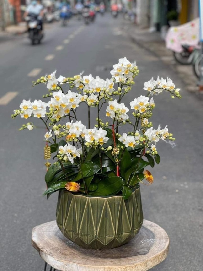 Lan hồ điệp để bàn