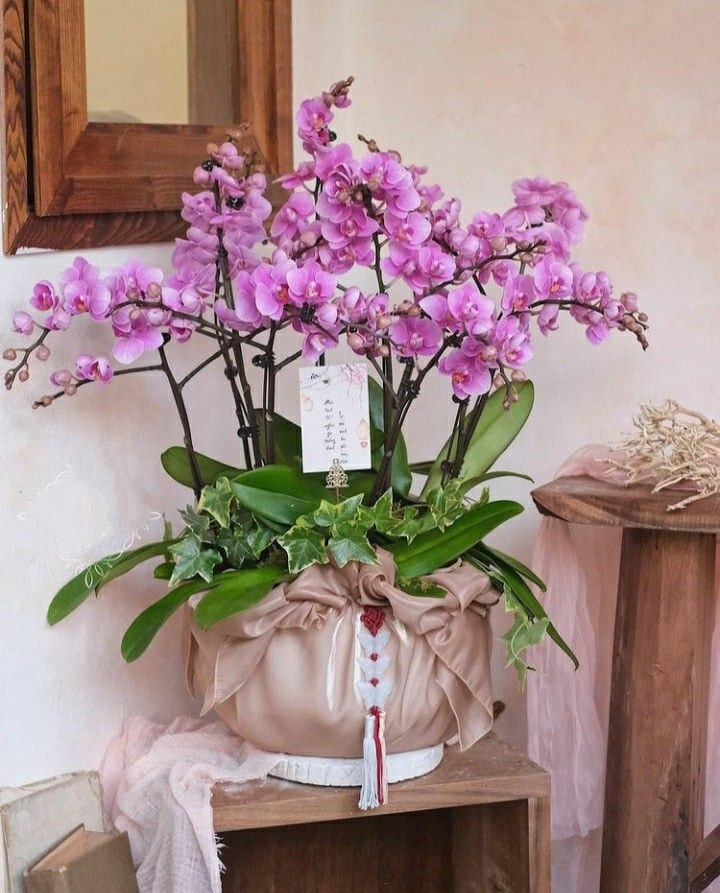 Lan hồ điệp mini chúc mừng sinh nhật mẹ