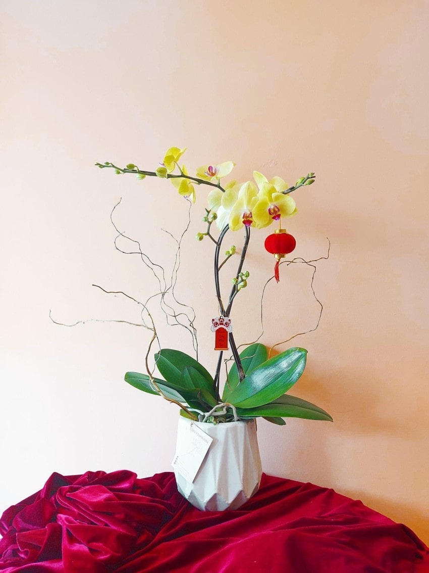 Lan hồ điệp mini