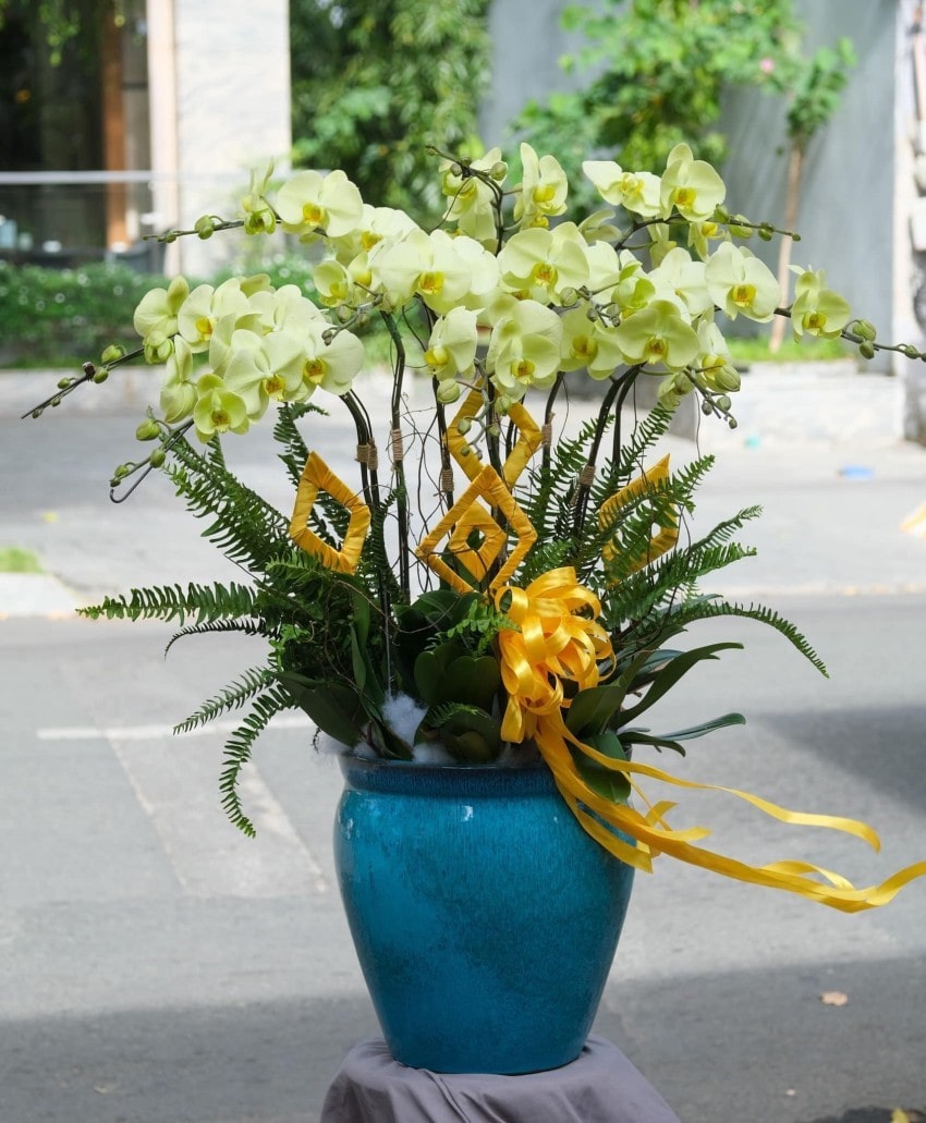 Lan hồ điệp tặng sinh nhật