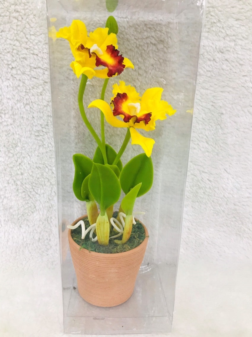 Lan hồ điệp vàng hoàng hậu thể hiện nét kiêu sa