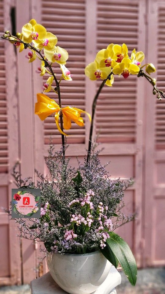 Mẫu chậu lan hồ điệp vàng 2 cành đẹp