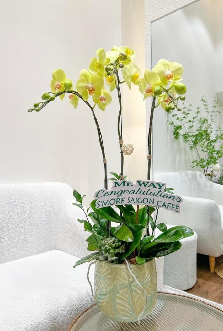 Mẫu chậu lan hồ điệp 3 cây màu vàng quý phái 