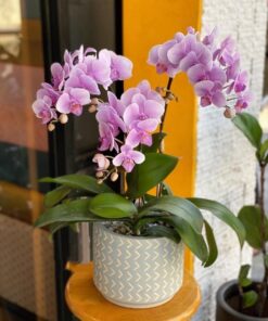 Chậu lan hồ điệp 3 cành