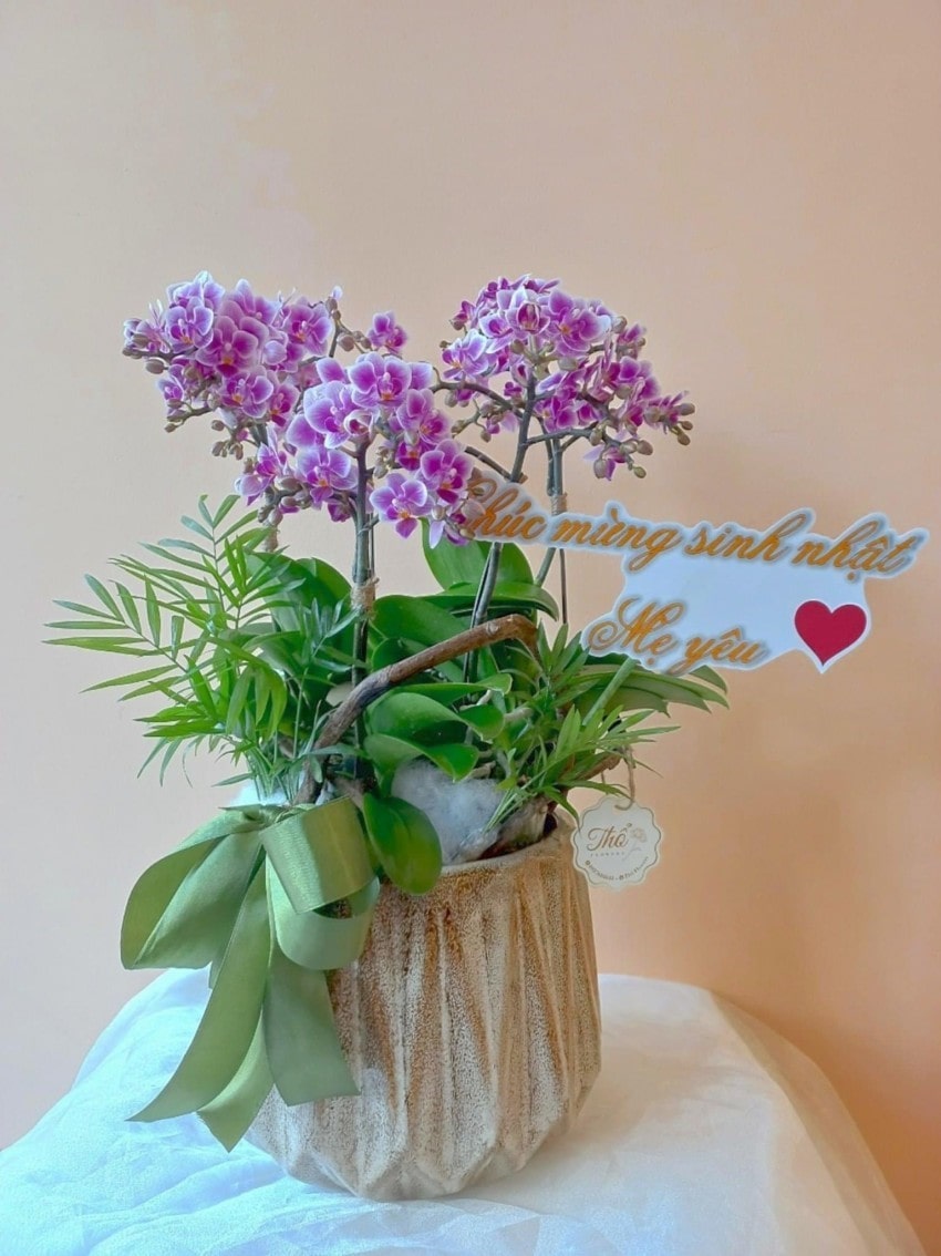 Mẫu lan hồ điệp hồng