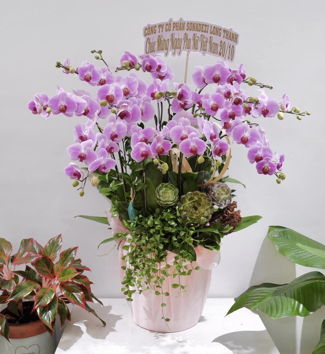 Mẫu lan hồ điệp màu hồng đẹp