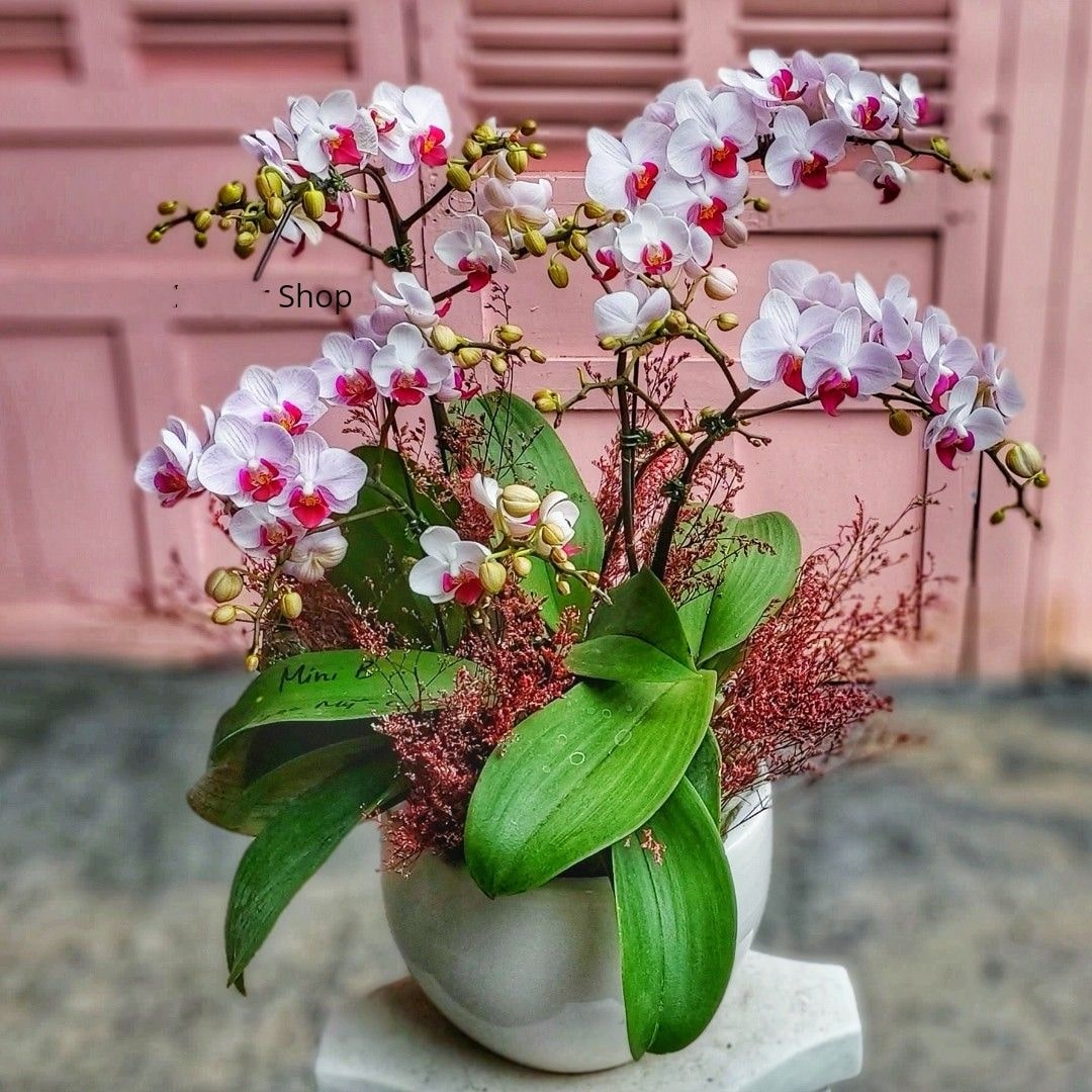 Mẫu lan hồ điệp màu hồng