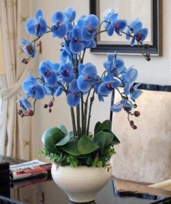 Chậu Lan Hồ Điệp Xanh Dương