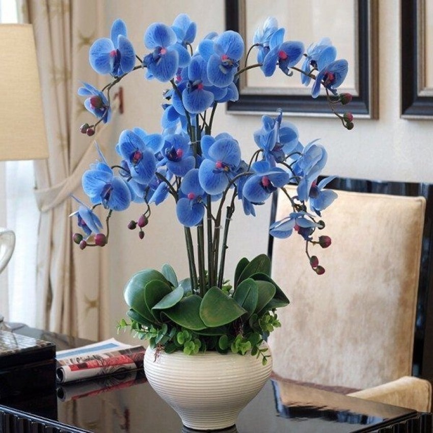 Chậu Lan Hồ Điệp Xanh Dương