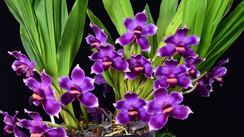 Màu sắc độc đáo của Boella Coelestis.